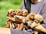 Ultra Mini Boy Maltipoo Yavrularımız