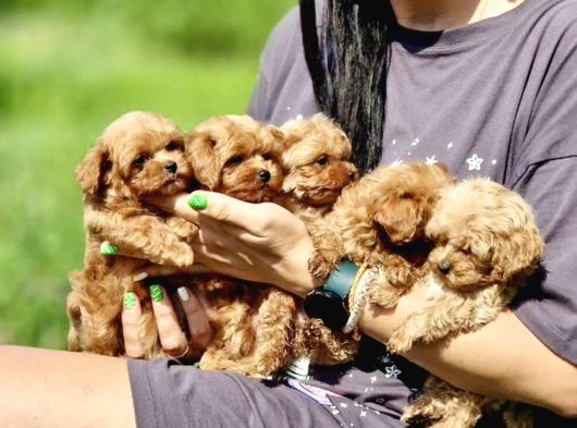 Ultra Mini Boy Maltipoo Yavrularımız görsel