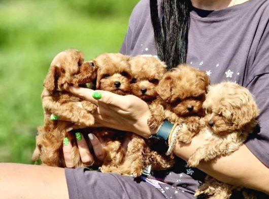 Ultra Mini Boy Maltipoo Yavrularımız
