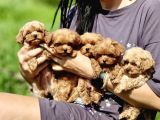 Ultra Mini Boy Maltipoo Yavrularımız