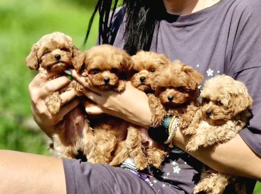Ultra Mini Boy Maltipoo Yavrularımız görsel