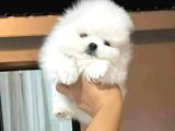 Pomeranian Boo Ultra Mini Ayı Surat Yavrularımız