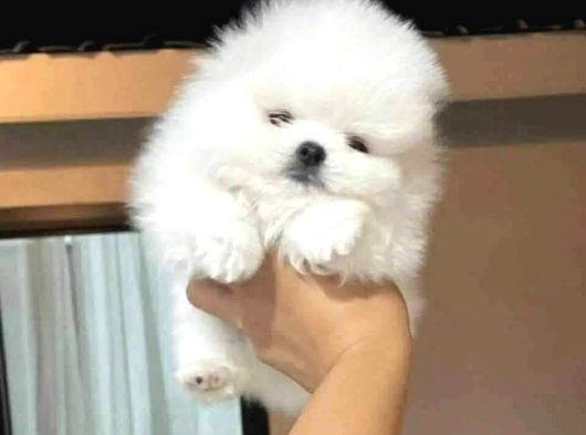 Pomeranian Boo Ultra Mini Ayı Surat Yavrularımız