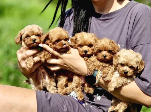 Ultra Mini Boy Maltipoo Yavrularımız görsel