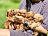 Ultra Mini Boy Maltipoo Yavrularımız