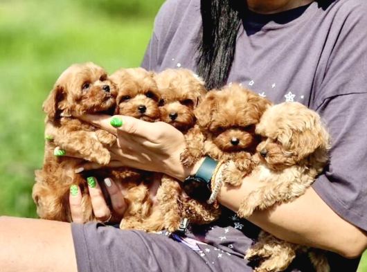 Ultra Mini Boy Maltipoo Yavrularımız görsel