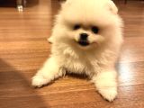 Satılık Pomeranian Boo Yavrusu  4 Aylık Erkek