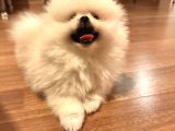 Satılık Pomeranian Boo Yavrusu  4 Aylık Erkek