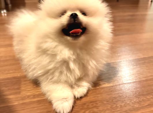 Satılık Pomeranian Boo Yavrusu  4 Aylık Erkek görsel