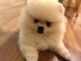 Satılık Pomeranian Boo Yavrusu  4 Aylık Erkek