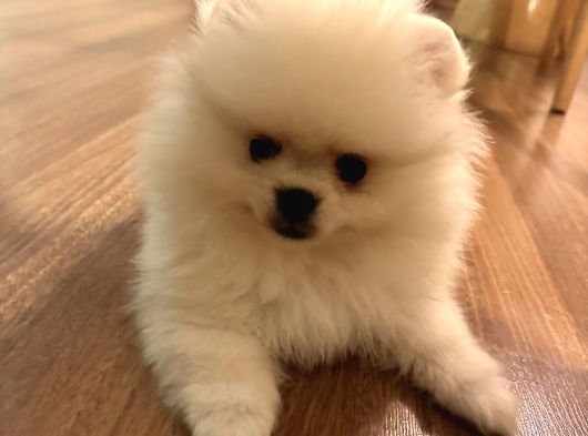 Satılık Pomeranian Boo Yavrusu  4 Aylık Erkek