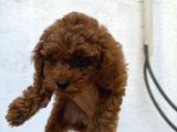 Safkan Poddle Bebekler Son Di̇şi̇