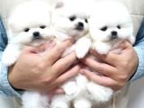 Pomeranian Boo Ultra Mini Ayı Surat Yavrularımız
