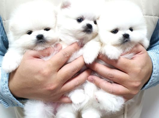 Pomeranian Boo Ultra Mini Ayı Surat Yavrularımız görsel