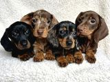 Son Dönemin Favorisi Dacshound Sosis Köpek Yavrularımız