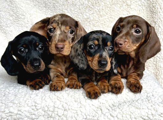 Son Dönemin Favorisi Dacshound Sosis Köpek Yavrularımız görsel