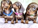 Son Dönemin Favorisi Dacshound Sosis Köpek Yavrularımız