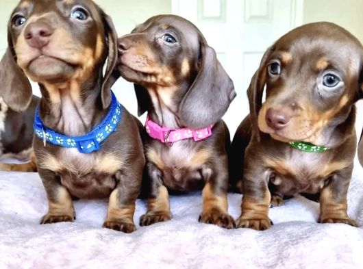 Son Dönemin Favorisi Dacshound Sosis Köpek Yavrularımız