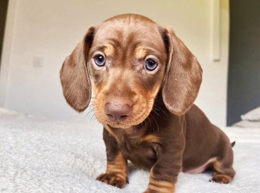 Son Dönemin Favorisi Dacshound Sosis Köpek Yavrularımız görsel