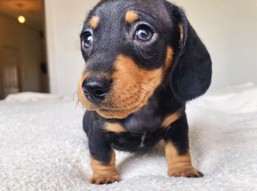 Son Dönemin Favorisi Dacshound Sosis Köpek Yavrularımız görsel