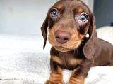 Son Dönemin Favorisi Dacshound Sosis Köpek Yavrularımız