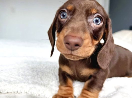 Son Dönemin Favorisi Dacshound Sosis Köpek Yavrularımız görsel