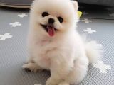 Pomeranian Boo Ultra Mini Ayı Surat Yavrularımız