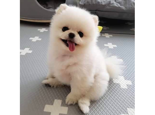 Pomeranian Boo Ultra Mini Ayı Surat Yavrularımız görsel