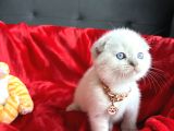 Ayı Kafa Sıfır Kulak Scottish Fold Dişi Yavrular