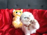 Ayı Kafa Sıfır Kulak Scottish Fold Dişi Yavrular