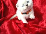 Ayı Kafa Sıfır Kulak Scottish Fold Dişi Yavrular