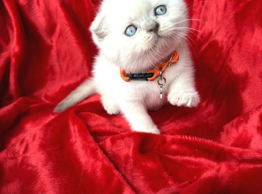 Ayı Kafa Sıfır Kulak Scottish Fold Dişi Yavrular