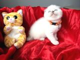 Ayı Kafa Sıfır Kulak Scottish Fold Dişi Yavrular