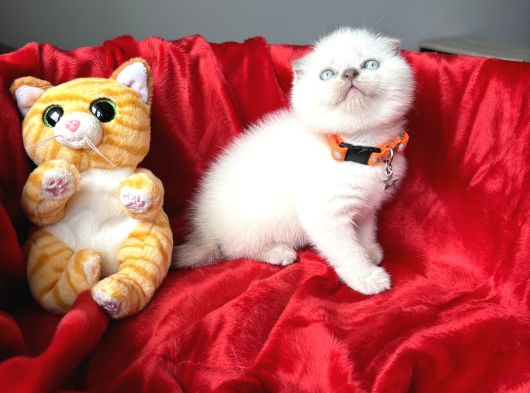 Ayı Kafa Sıfır Kulak Scottish Fold Dişi Yavrular görsel