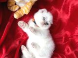Ayı Kafa Sıfır Kulak Scottish Fold Dişi Yavrular