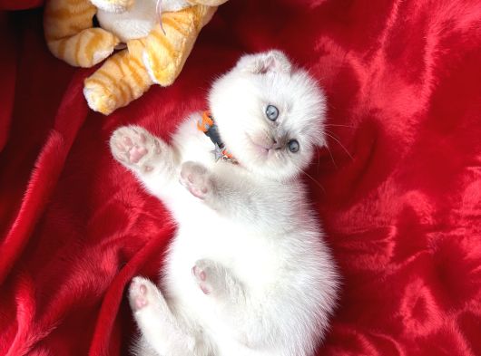 Ayı Kafa Sıfır Kulak Scottish Fold Dişi Yavrular görsel