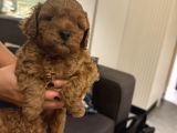 2 aylık erkek anne baba toy poodle