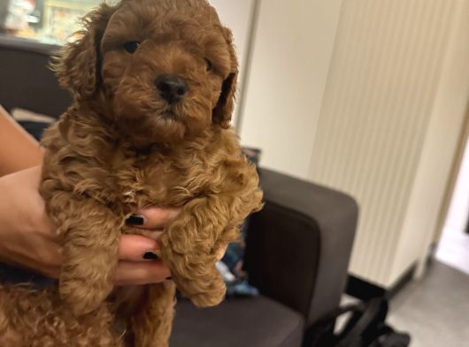 2 Aylık Erkek Anne Baba Toy Poodle