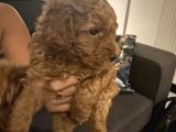 2 Aylık Erkek Anne Baba Toy Poodle