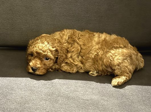2 Aylık Erkek Anne Baba Toy Poodle görsel
