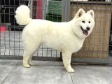 Samoyed Bebekler