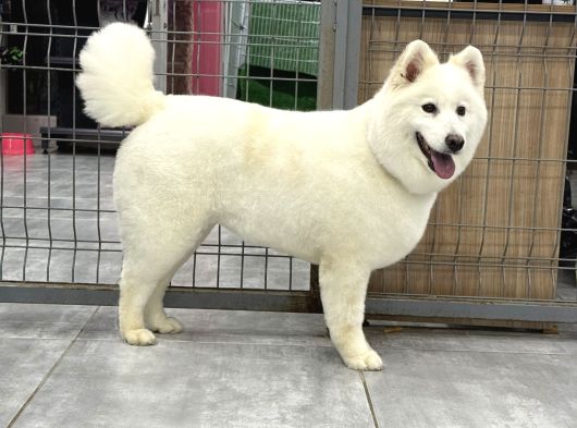Samoyed Bebekler görsel