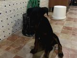 Yawru Dişi Doberman