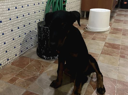 Yawru Dişi Doberman görsel