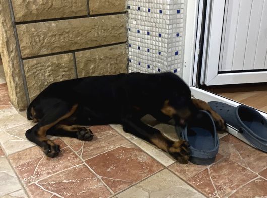 Yawru Dişi Doberman görsel