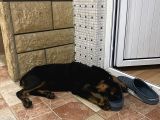 Yawru Dişi Doberman