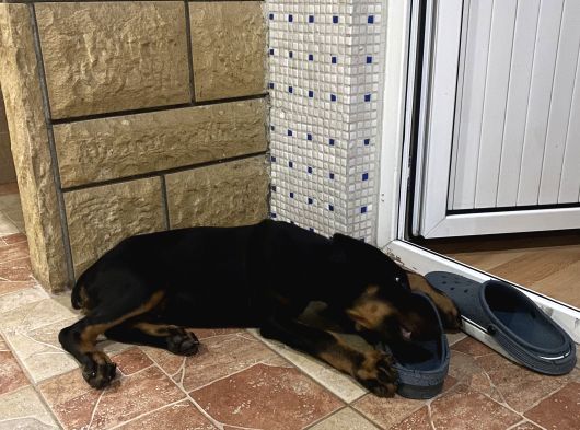 Yawru Dişi Doberman görsel