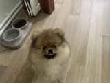 Pomeranian Boo Teddy Bear Ayı Surat Yavrularımız