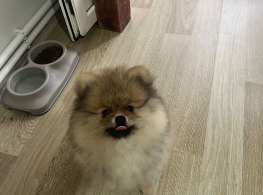 Pomeranian Boo Teddy Bear Ayı Surat Yavrularımız görsel