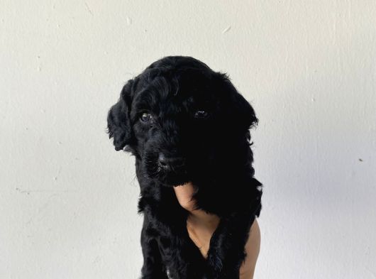 Özel Renk Poodle Bebeğim Yeni Yuvasını Arıyor görsel